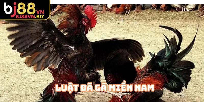 Luật Đá Gà Miền Nam cách thả gà thi đấu đúng