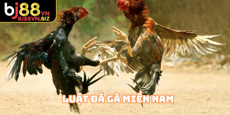 Luật Đá Gà Miền Nam quy định cân ký chuẩn