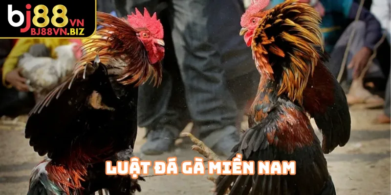 Luật Đá Gà Miền Nam vào cựa và kiểm tra gà