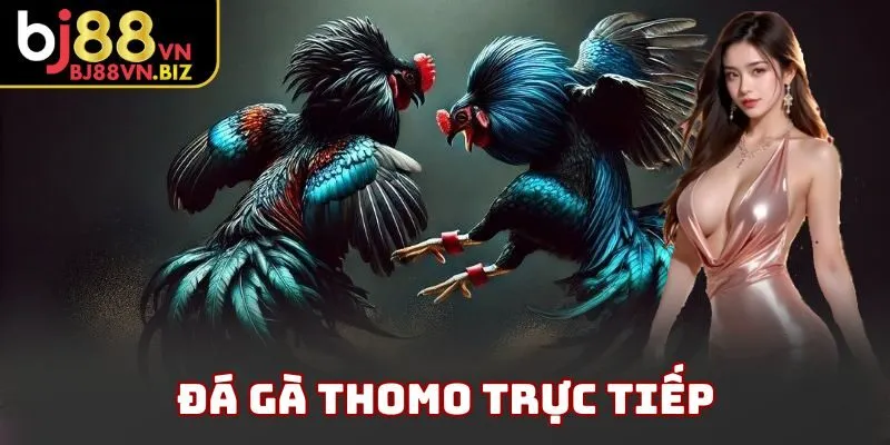 Đá Gà Thomo Trực Tiếp BJ88
