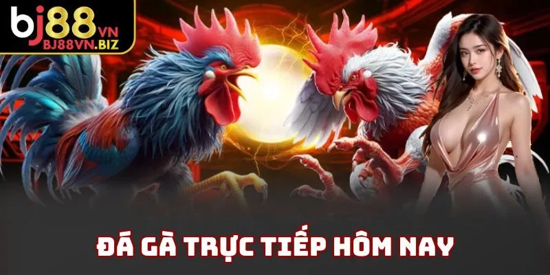 Đá Gà Trực Tiếp Hôm Nay BJ88