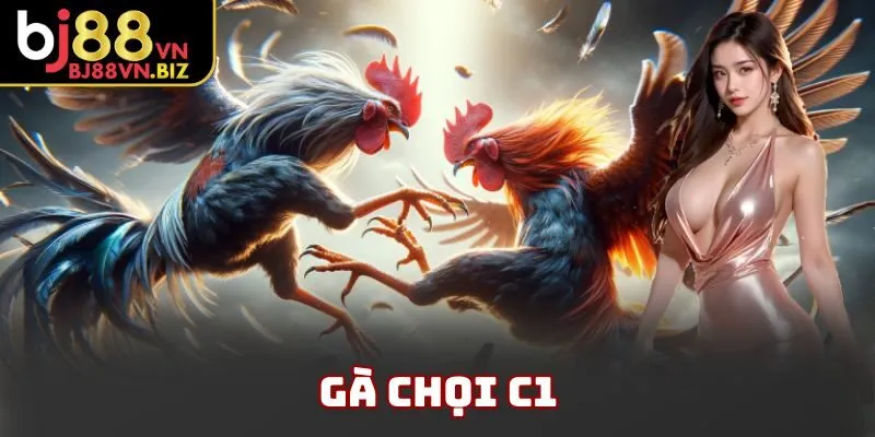 Gà Chọi C1 BJ88