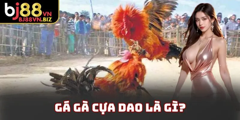 Gá gà cựa dao là gì?