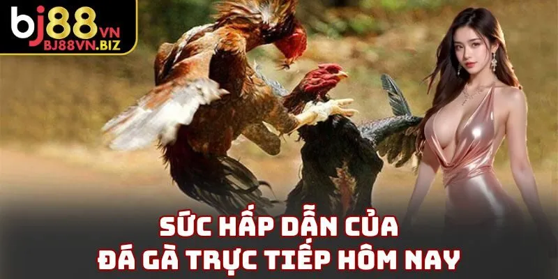 Sức hấp dẫn của đá gà trực tiếp hôm nay
